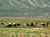 EOSB'de Hayvan Otlatılmaması Hakkında